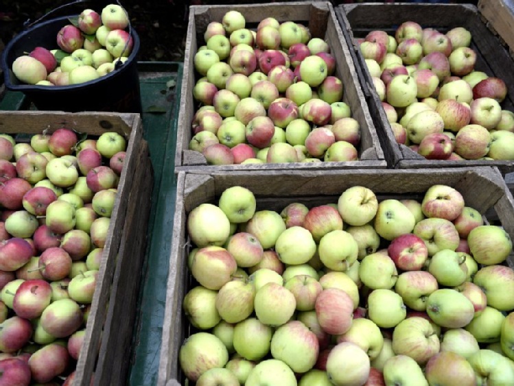 TRSK: lepsze zbiory jabłek, gorsze truskawek, porzeczki, wiśni i śliwek